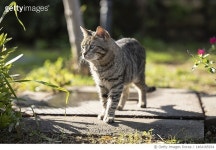 1464185934 | 게티이미지코리아 | Close-up of cat on footpath Royalty-Free 이미지