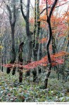 MZMZD23000441 | 게티이미지코리아 | 제주도 한라산의 조릿대 숲과 가을 Rights-Managed 이미지