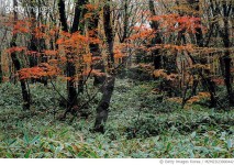 MZMZD23000442 | 게티이미지코리아 | 제주도 한라산의 조릿대 숲과 가을 Rights-Managed 이미지