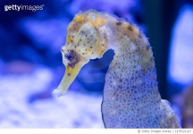 1479521327 | 게티이미지코리아 | seahorse portrait Royalty-Free 이미지