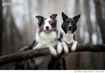 1481410482 | 게티이미지코리아 | Portrait of dogs sitting on branch in forest,Poland Royalty-Free 이미지
