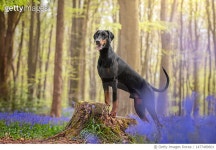 1477489601 | 게티이미지코리아 | Doberman Dog Standing on Tree Stump Bluebell Woodland Royalty-Free 이미지