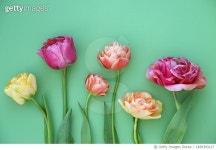 1499393127 | 게티이미지코리아 | tulips Royalty-Free 이미지