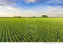 1502270541 | 게티이미지코리아 | Potatoes in a field with blossoming green plants during sunset Royalty-Free 이미지
