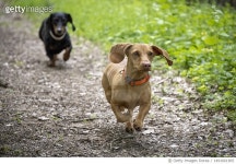 1491661905 | 게티이미지코리아 | Couple of Dachshund dogs, black and brown running together in the forest Royalty-Free 이미지