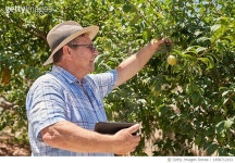 1498712161 | 게티이미지코리아 | Senior Farmer Using A Digital Tablet To Examine His Fruit Trees Royalty-Free 이미지
