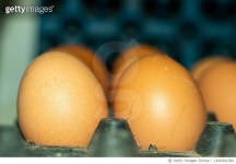 1496961069 | 게티이미지코리아 | Close-up of eggs in carton,Bangladesh Royalty-Free 이미지