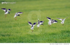 1500367667 | 게티이미지코리아 | The scenery of wetland,Eilandspolder,Netherlands Royalty-Free 이미지