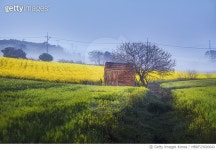 MBRF23020642 | 게티이미지코리아 | 학원농장,보리밭,유채밭,일출 Royalty-Free 이미지