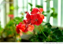 MBRF23023044 | 게티이미지코리아 | 경남 거제시 제산로 . 제라늄 Royalty-Free 이미지