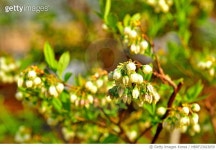 MBRF23023059 | 게티이미지코리아 | 경남 창원시 마산회원구 광려로. 블루베리꽃 Royalty-Free 이미지