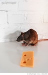 1506223858 | 게티이미지코리아 | Close-up of rat sitting close to cheese on table Royalty-Free 이미지