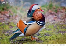1558460041 | 게티이미지코리아 | Close-up of mandarin duck standing on field,Germany Royalty-Free 이미지