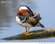 1522419332 | 게티이미지코리아 | Close-up of mandarin duck swimming in lake,Llangorse,Brecon,United Kingdom,UK Royalty-Free 이미지
