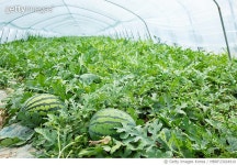 MBRF23024910 | 게티이미지코리아 | 수박농장 Royalty-Free 이미지