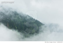 1665694158 | 게티이미지코리아 | Nebel im Wald Royalty-Free 이미지