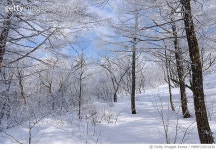 MBRF23031436 | 게티이미지코리아 | 강원도 횡성군 태기산 Royalty-Free 이미지