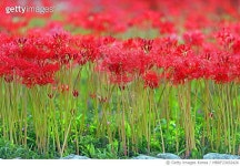 MBRF23032426 | 게티이미지코리아 | 경상북도 경주시 Royalty-Free 이미지