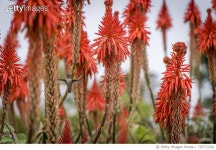 726772361 | 게티이미지코리아 | Female Humming Bird Near Wildflower Royalty-Free 이미지
