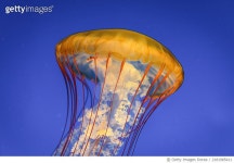 2181985411 | 게티이미지코리아 | Pacific Sea Nettle (Chrysaora fuscescens) Royalty-Free 이미지