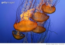 2181985449 | 게티이미지코리아 | Pacific Sea Nettle (Chrysaora fuscescens) Royalty-Free 이미지