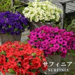 サントリーフラワーズ サフィニア 大輪系 中輪系 ペチュニア 花苗9cmポット苗[春苗予約] - 通販 | 家具とインテリアの通販... 