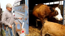 Farmers forced to make ‘heartbreaking’ choices | CBC.ca Farmers forced to make ‘heartbreaking’ choices