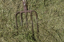 11,941 Alfalfa Stock Photos - Free & Royalty-Free Stock Photos from Dreamstime - Page 2
