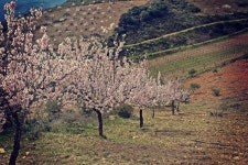 12,053 Almond Trees Stock Photos - Free & Royalty-Free Stock Photos from Dreamstime