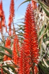 Aloe vera bloom stock photo. Image of recovery, vera, plant - 1753138