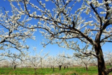 Blooming apple tree branch stock image. Image of floral - 14667383