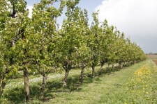 76,011 Apple Trees Stock Photos - Free & Royalty-Free Stock Photos from Dreamstime