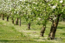 Fruit orchard stock photo. Image of panoramic, horticulture - 39966250