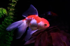 Dimabl (Dimabl) - Photos