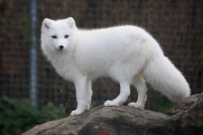 6,742 Arctic Fox Stock Photos - Free & Royalty-Free Stock Photos from Dreamstime