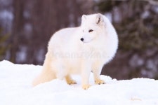 Foxes Pose Stock Photos - Free & Royalty-Free Stock Photos from Dreamstime