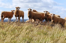330,980 Sheep Stock Photos - Free & Royalty-Free Stock Photos from Dreamstime - Page 8