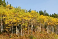 Chunli Li (Lclie) - Contributor Profile on Dreamstime