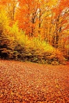 Fall forest colors stock image. Image of foliage, nature - 7107113