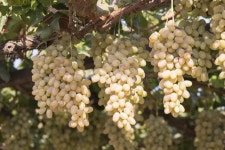 49,910 Grapes Close Stock Photos - Free & Royalty-Free Stock Photos from Dreamstime