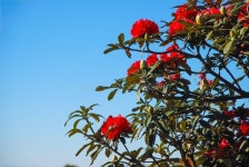 28,114 Azalea Blooming Stock Photos - Free & Royalty-Free Stock Photos from Dreamstime