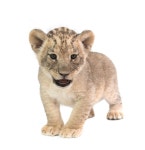 18,615 Baby Lion Stock Photos - Free & Royalty-Free Stock Photos from Dreamstime