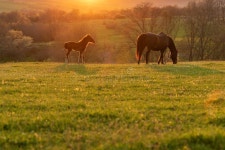 22,255 Baby Horse Stock Photos - Free & Royalty-Free Stock Photos from Dreamstime