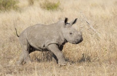 20,356 White Rhino Stock Photos - Free & Royalty-Free Stock Photos from Dreamstime