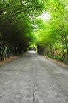 Road through the forest stock image. Image of tree, road - 57135481 Road Through The forest stock image. Image of tree, road... 