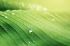 Free Public Domain CC0 Image: Banana Leaf With Water Drops Picture. Image: 89693145