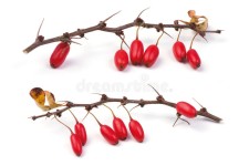5,173,743 Branch Stock Photos - Free & Royalty-Free Stock Photos from Dreamstime - Page 12