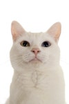 Smile Picture. Image: 983165