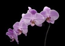 38,371 Orchid Blue Stock Photos - Free & Royalty-Free Stock Photos from Dreamstime