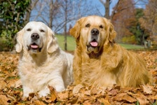 3,144 Golden Retrievers Stock Photos - Free & Royalty-Free Stock Photos from Dreamstime